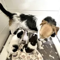 Nova, a female Jack Russell Terrier for sale in Blossom, TX – Photo 8 of 9