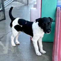 Nova, a female Jack Russell Terrier for sale in Blossom, TX – Photo 2 of 9