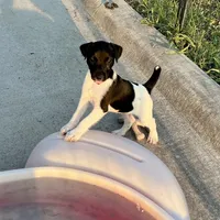 Nova, a female Jack Russell Terrier for sale in Blossom, TX – Photo 6 of 9