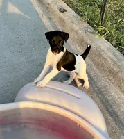 Nova, a female Jack Russell Terrier for sale in Blossom, TX – Photo 7 of 10