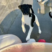 Nova, a female Jack Russell Terrier for sale in Blossom, TX – Photo 1 of 9