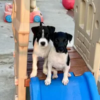 Nova, a female Jack Russell Terrier for sale in Blossom, TX – Photo 5 of 9