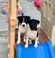 Nova, a female Jack Russell Terrier for sale in Blossom, TX – Photo 6 of 10