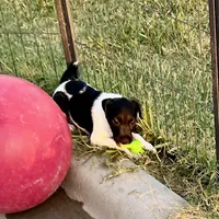 Nova, a female Jack Russell Terrier for sale in Blossom, TX – Photo 7 of 9