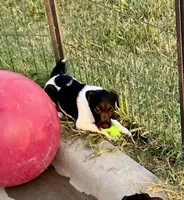 Nova, a female Jack Russell Terrier for sale in Blossom, TX – Photo 8 of 10