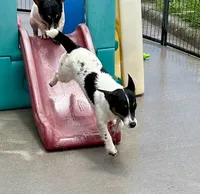 Ivy, a female Jack Russell Terrier for sale in Blossom, TX – 2 of 10