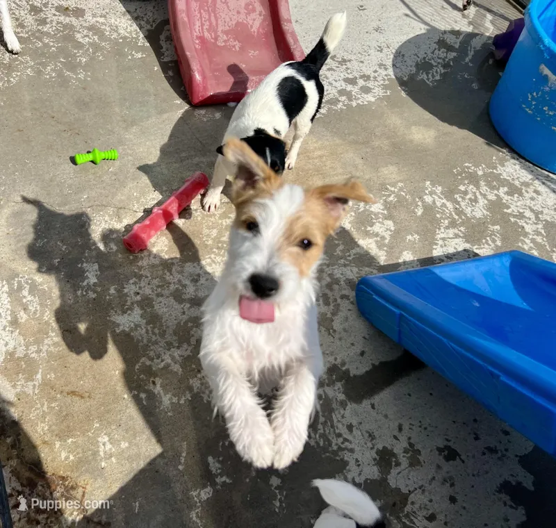 Thor – Jack Russell Terrier puppy for sale in Blossom, TX
