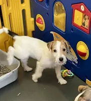 Thor, a male Jack Russell Terrier for sale in Blossom, TX – Photo 1 of 6