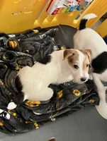 Thor, a male Jack Russell Terrier for sale in Blossom, TX – Photo 2 of 6