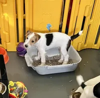 Thor, a male Jack Russell Terrier for sale in Blossom, TX – Photo 4 of 6