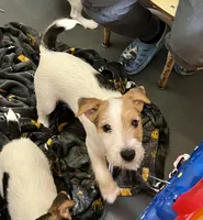 Thor, a male Jack Russell Terrier for sale in Blossom, TX – Photo 3 of 6