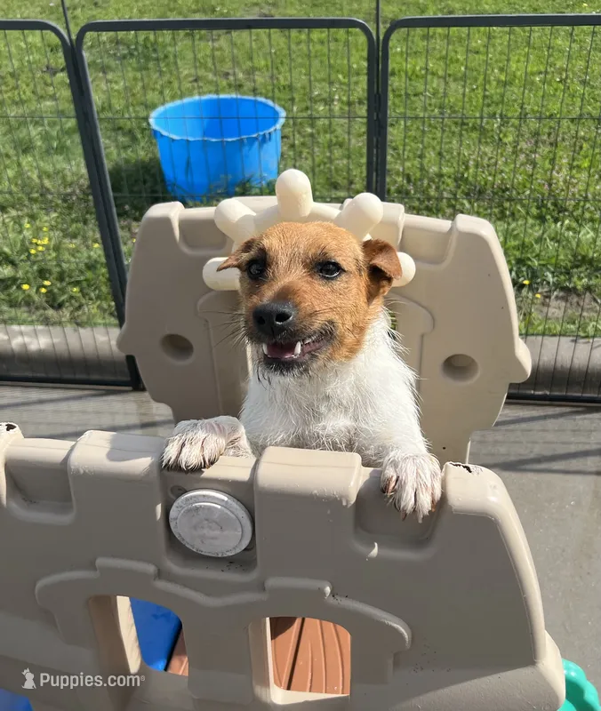 Pepper – Jack Russell Terrier puppy for sale in Blossom, TX