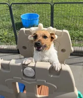 Pepper, a female Jack Russell Terrier for sale in Blossom, TX – 1 of 10