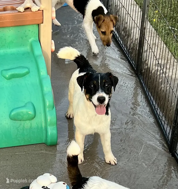 Lily – Jack Russell Terrier puppy for sale in Blossom, TX