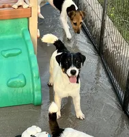 Lily, a female Jack Russell Terrier for sale in Blossom, TX – 4 of 10