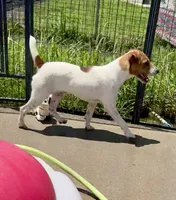 Walker Sale Pending, a male Jack Russell Terrier for sale in Blossom, TX – 2 of 10