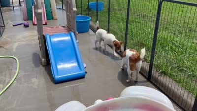 Walker Sale Pending, a male Jack Russell Terrier for sale in Blossom, TX – 7 of 10