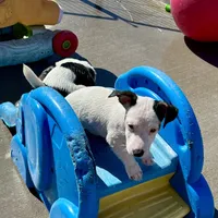 Winter - Shorty, a female Jack Russell Terrier for sale in Blossom, TX – Photo 9 of 10