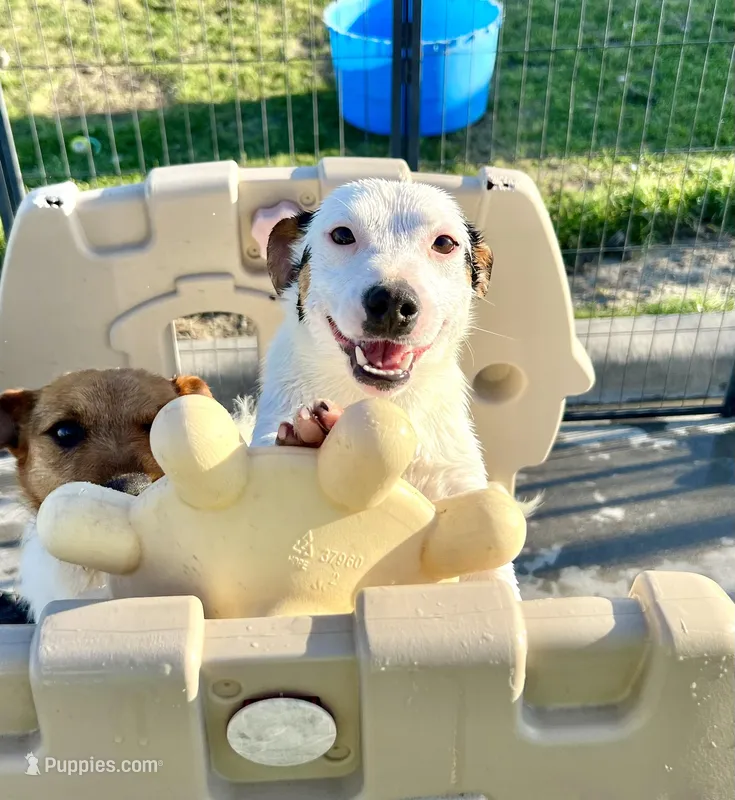 Winter - Shorty – Jack Russell Terrier puppy for sale in Blossom, TX