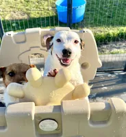 Winter - Shorty, a female Jack Russell Terrier for sale in Blossom, TX – 1 of 10