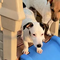 Winter - Shorty, a female Jack Russell Terrier for sale in Blossom, TX – Photo 5 of 10