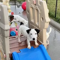 Winter - Shorty, a female Jack Russell Terrier for sale in Blossom, TX – Photo 10 of 10