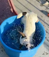 Winter - Shorty, a female Jack Russell Terrier for sale in Blossom, TX – 5 of 10