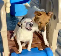 Winter - Shorty, a female Jack Russell Terrier for sale in Blossom, TX – 2 of 10