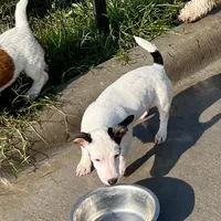 Winter - Shorty, a female Jack Russell Terrier for sale in Blossom, TX – Photo 6 of 10