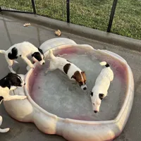 Winter - Shorty, a female Jack Russell Terrier for sale in Blossom, TX – Photo 7 of 10