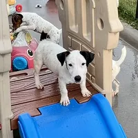 Winter - Shorty, a female Jack Russell Terrier for sale in Blossom, TX – Photo 4 of 10