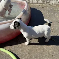 Winter - Shorty, a female Jack Russell Terrier for sale in Blossom, TX – Photo 8 of 10