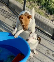 Winter - Shorty, a female Jack Russell Terrier for sale in Blossom, TX – 3 of 10