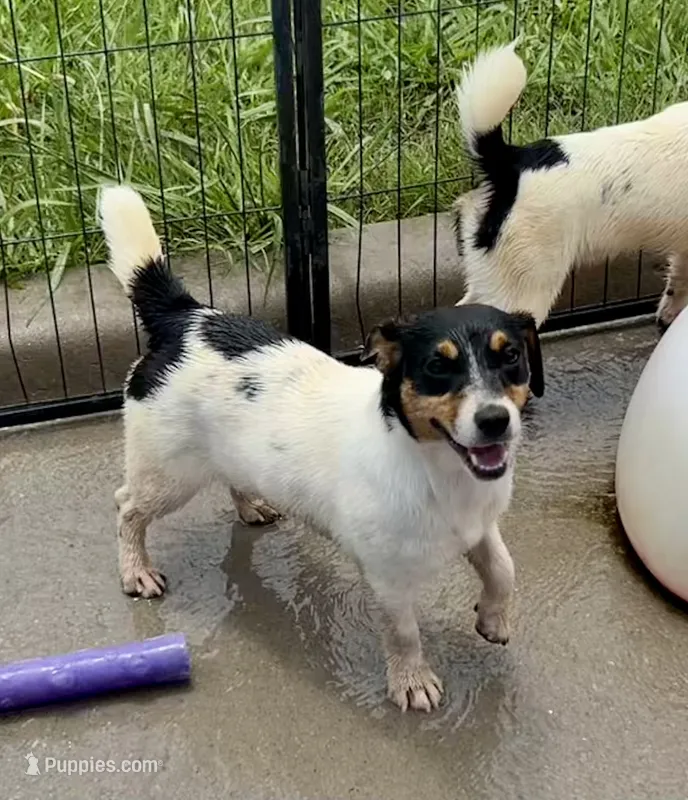 Rose – Jack Russell Terrier puppy for sale in Blossom, TX