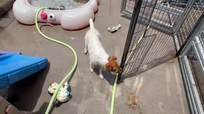 Pepper, a female Jack Russell Terrier for sale in Blossom, TX – 7 of 10