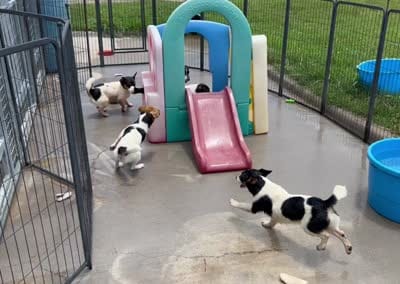 Lily, a female Jack Russell Terrier for sale in Blossom, TX – 8 of 10