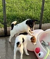 Rose, a female Jack Russell Terrier for sale in Blossom, TX – 2 of 10