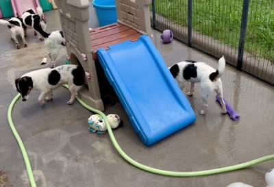 Ivy, a female Jack Russell Terrier for sale in Blossom, TX – 8 of 10