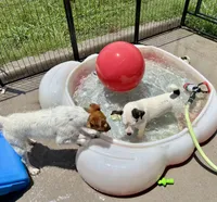 Winter - Shorty, a female Jack Russell Terrier for sale in Blossom, TX – 8 of 10