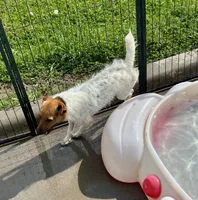 Pepper, a female Jack Russell Terrier for sale in Blossom, TX – 4 of 10