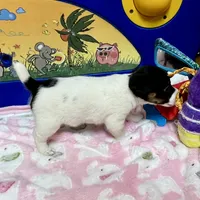 Lily, a female Jack Russell Terrier for sale in Blossom, TX – Photo 8 of 10
