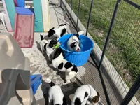 Lily, a female Jack Russell Terrier for sale in Blossom, TX – 4 of 10