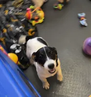 Lily, a female Jack Russell Terrier for sale in Blossom, TX – Photo 3 of 10