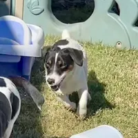 Lily, a female Jack Russell Terrier for sale in Blossom, TX – Photo 9 of 10