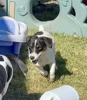 Lily, a female Jack Russell Terrier for sale in Blossom, TX – Photo 9 of 10