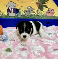 Lily, a female Jack Russell Terrier for sale in Blossom, TX – Photo 3 of 10