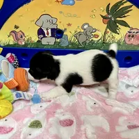 Lily, a female Jack Russell Terrier for sale in Blossom, TX – Photo 7 of 10