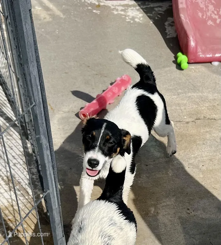 Lily – Jack Russell Terrier puppy for sale in Blossom, TX