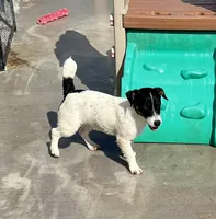 Lily, a female Jack Russell Terrier for sale in Blossom, TX – 3 of 10