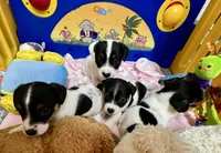 Lily, a female Jack Russell Terrier for sale in Blossom, TX – Photo 8 of 10